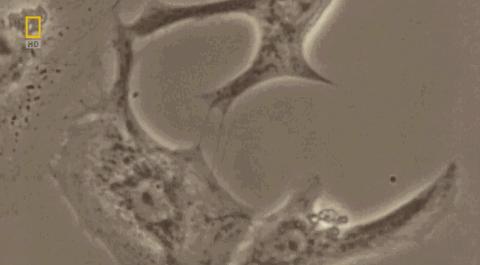 卵子和精子相遇……怎么就变成小孩了？