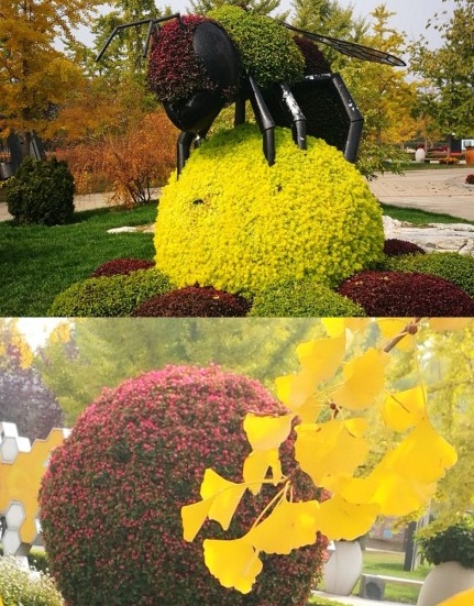 北京国际鲜花港直播,北京国际鲜花港可以带狗狗吗