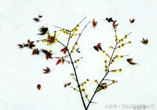 这就是所谓“别人家拍的雪景”：佳作推荐第46期