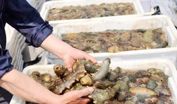 带您了解世界海参,你知道全球有多少种鲨鱼吗