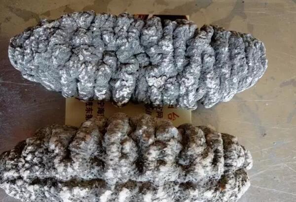 带您了解世界海参,你知道全球有多少种鲨鱼吗