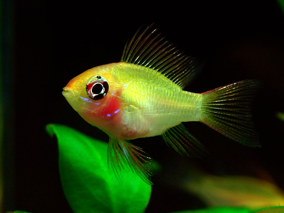 金波子鱼越养越红,金波子鱼观赏