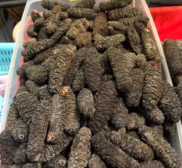 带您了解世界海参,你知道全球有多少种鲨鱼吗