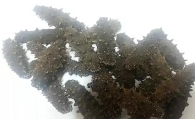 带您了解世界海参,你知道全球有多少种鲨鱼吗