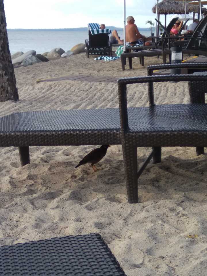 汤加和斐济哪个国家大,斐济国家主产什么