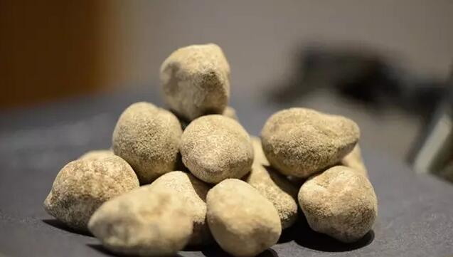 海参也有很多种,全世界所有可以吃的海参