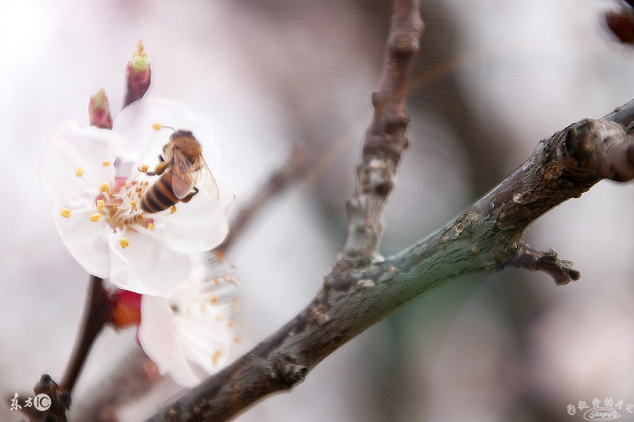 一句惊艳你的古风歌词,歌词中的惊艳古风句子