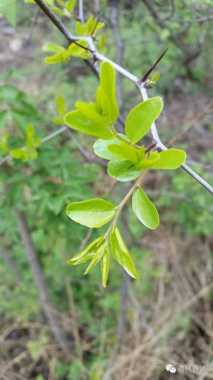 石家庄市中医院慧眼识草药第二季——周日再次进西山啦!