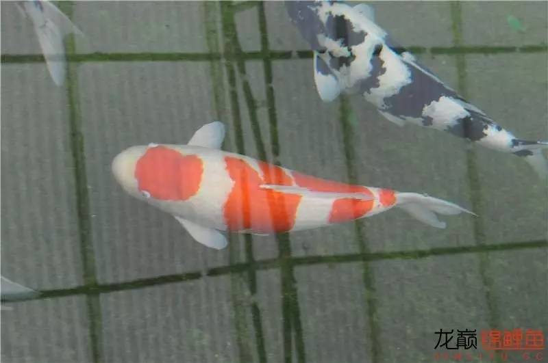 锦鲤可以跟水藻一起养吗,锦鲤池水浑浊养什么