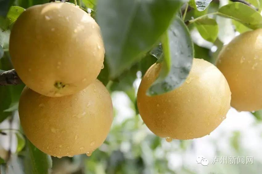 泸州哪些地方可以摘草莓,贵阳摘草莓摘桑葚摘樱桃地方