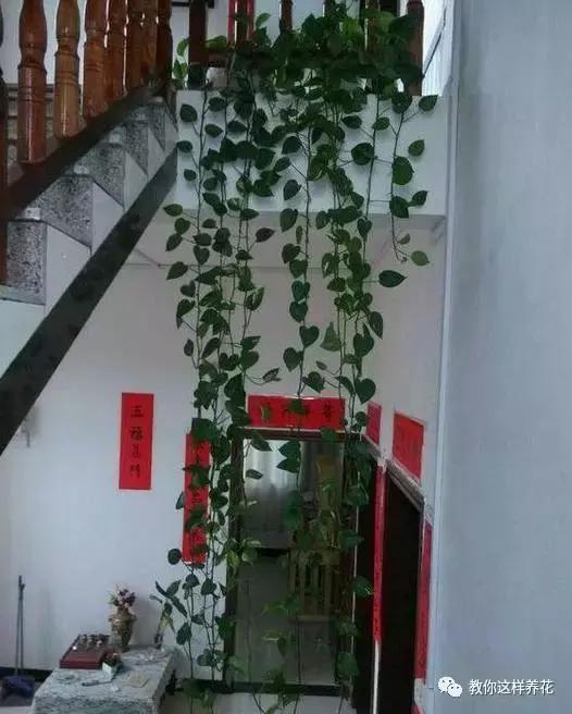 绿萝扎根绳子的方法,绿萝绑棕柱上叶子能长大吗