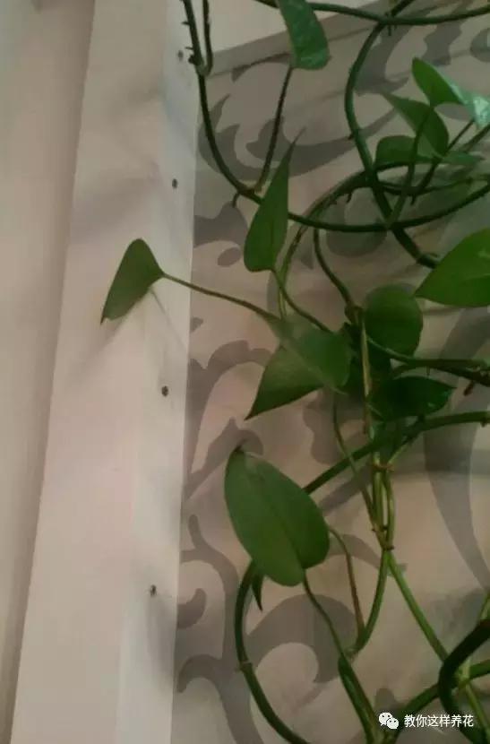 绿萝扎根绳子的方法,绿萝绑棕柱上叶子能长大吗