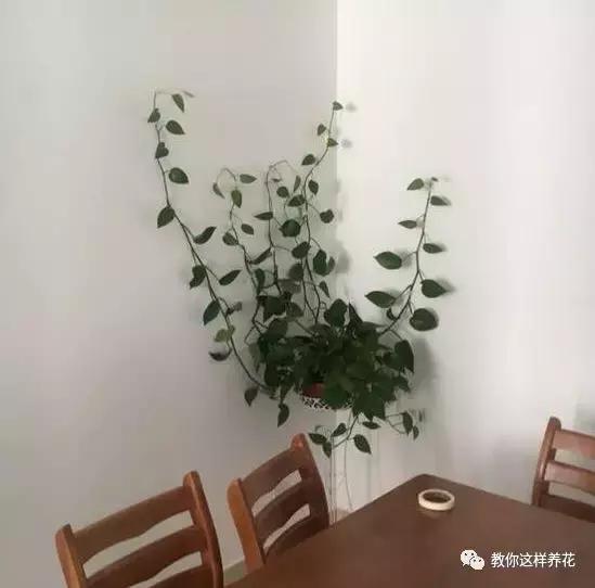 绿萝能用绳子捆上吗,绿萝扎根绳子的方法
