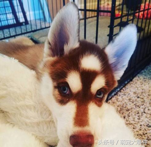 佛系哈士奇,哈士奇头顶三把火混一起的不纯吗