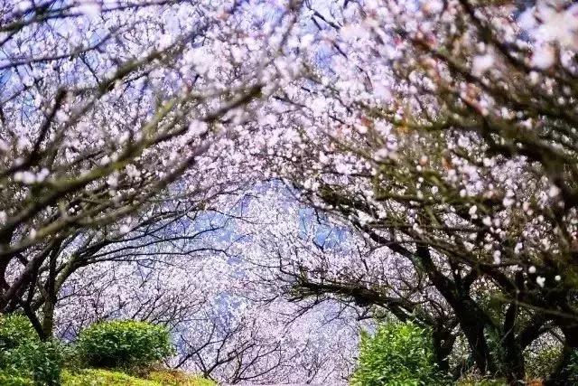 2019国内最美旅行时间表出炉,浙江最美旅游日历