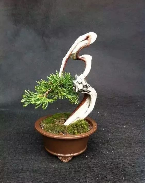 大师是怎么炼成的免费,真正的大师是怎么练成的