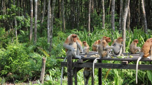 必须要去三亚的理由,去沙巴的十个理由