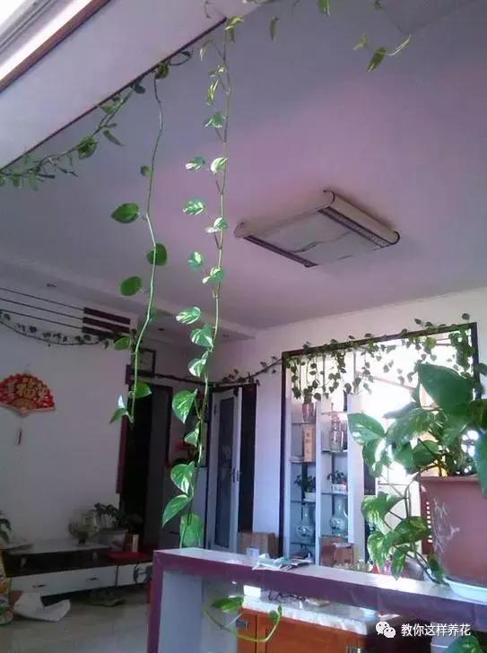 绿萝扎根绳子的方法,绿萝绑棕柱上叶子能长大吗