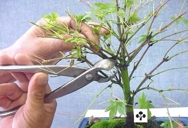 大师是怎么炼成的免费,真正的大师是怎么练成的