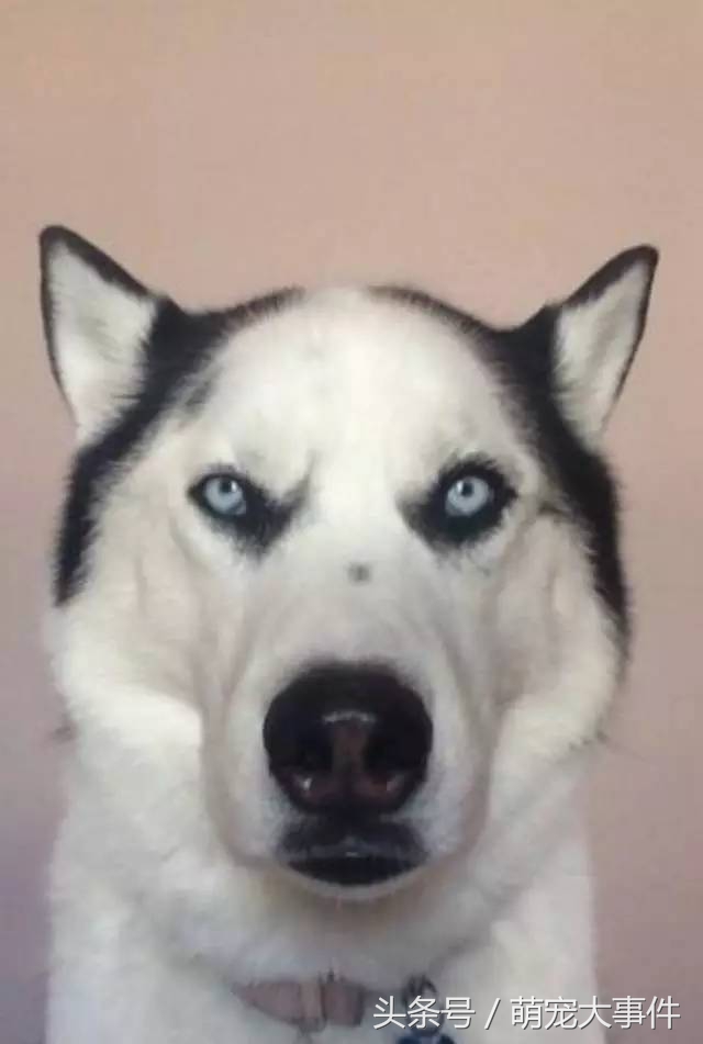 佛系哈士奇,哈士奇头顶三把火混一起的不纯吗