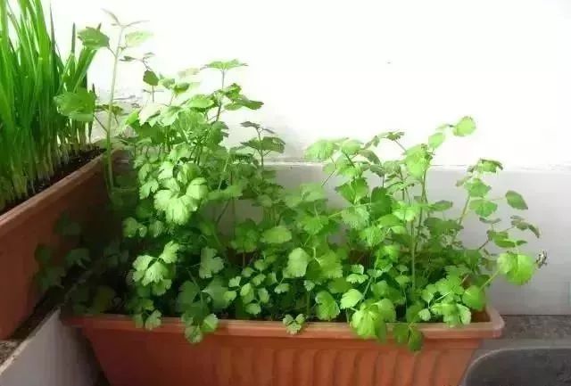 阳台种菜的方法和技巧大全集,阳台种菜的方法和步骤图