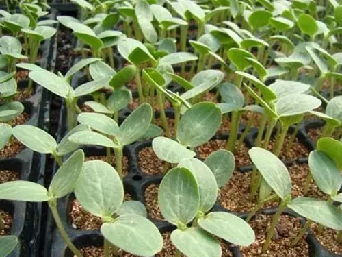 杈藉畞鍑犳湀鎾瑗跨摐,鍗楁柟瑗跨摐鍑犳湀鎾