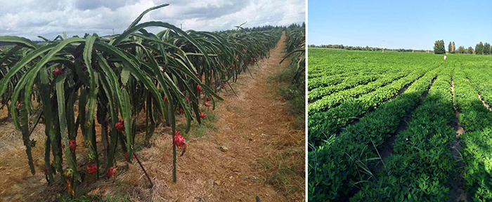 肥料行业套路大揭秘,肥料市场的前景