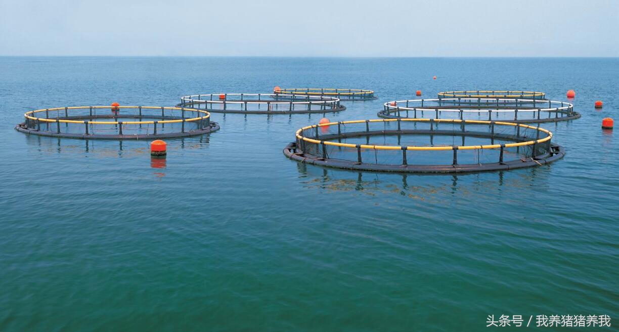 2019年可以申报的农业项目,2018下半年农业项目申报