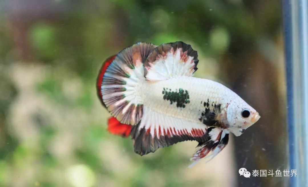 斗鱼拍卖最新消息,泰国斗鱼鱼苗专场