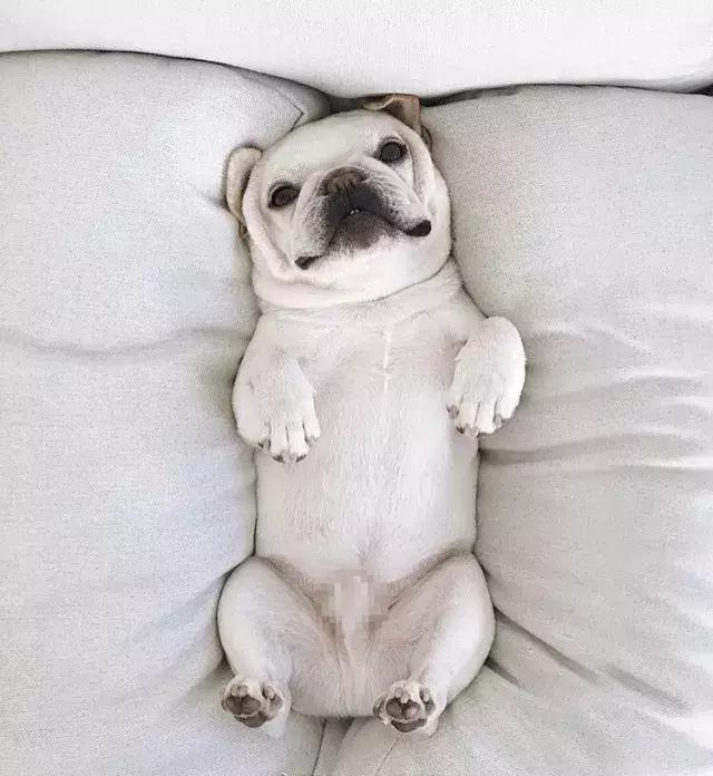 牛牛的睡姿,牛牛侧身睡觉好不好