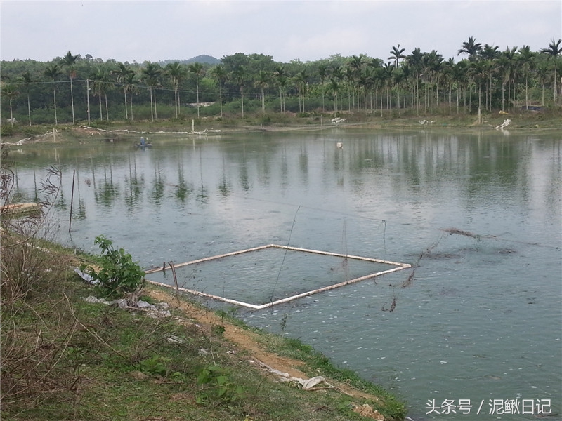 农村泥鳅养殖前景,养殖泥鳅前景有多大