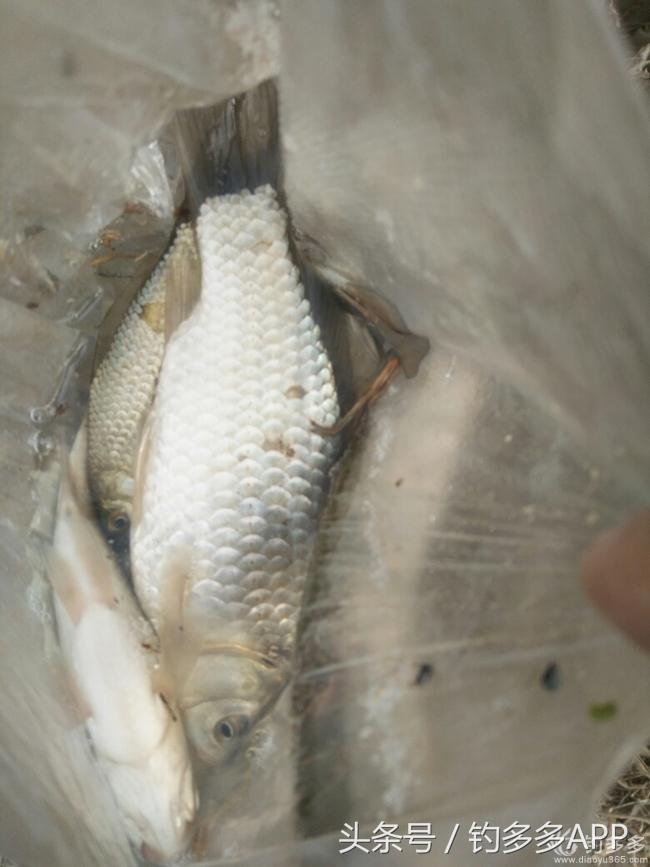 钓鱼新手如何做到钓鱼大师,一个合格钓鱼人应该具备的知识