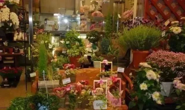 阳台种菜的方法和技巧大全集,阳台种菜的方法和步骤图