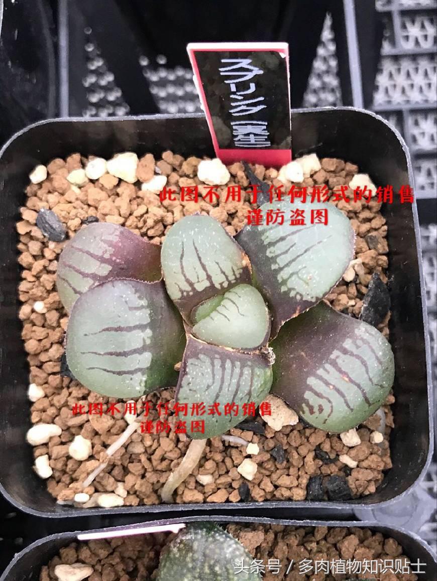 十二卷寿多肉养殖方法,十二卷寿的品种图鉴