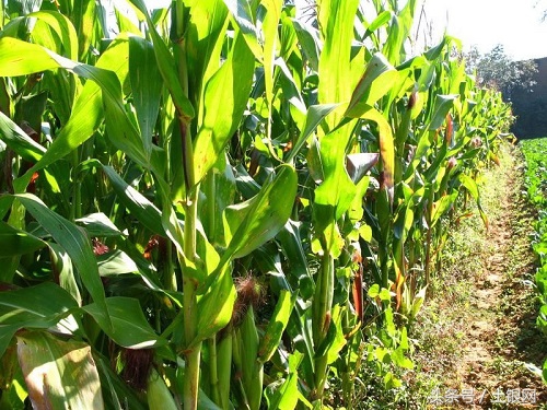 玉米种1+1品种介绍,最适合贵州种植的高产玉米品种