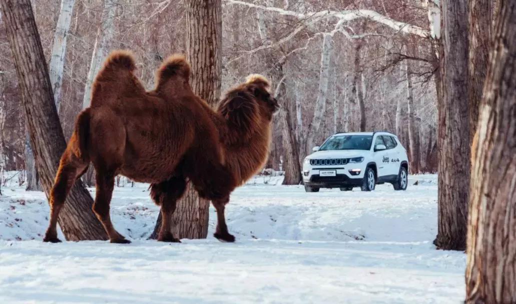 哪款四驱车性能和性价比高,最强四驱suv的燃油经济性怎么样
