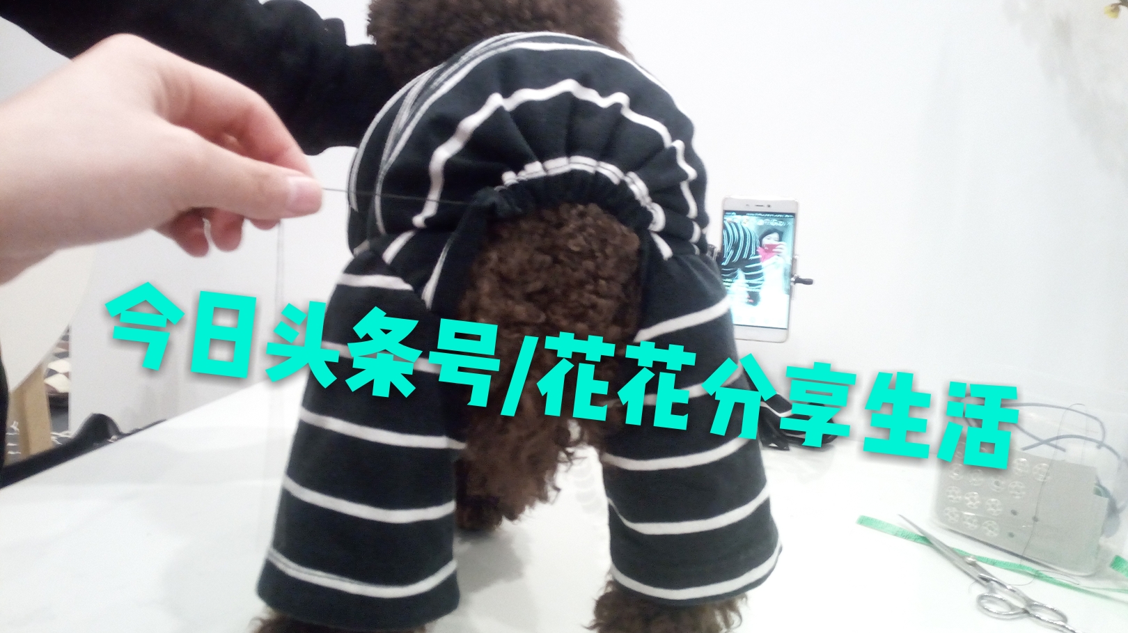 手工制作小狗衣服视频教程,怎样利用旧衣服做狗狗衣服