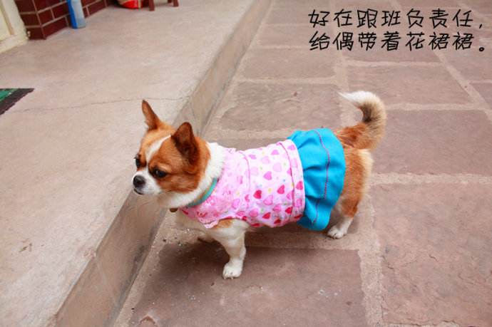 农村狗和城市狗哪个寿命长,农村狗与城市宠物哪个好