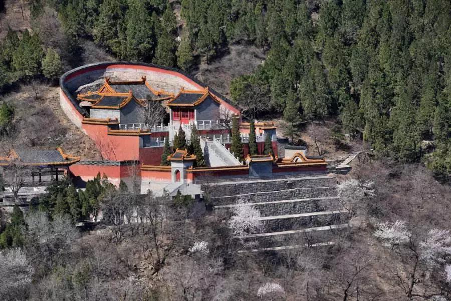 这种花！全国仅有，而且只在春节绽放，比烟花好看100倍！