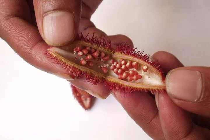 藏红花中医,藏红花吃了效果很不错