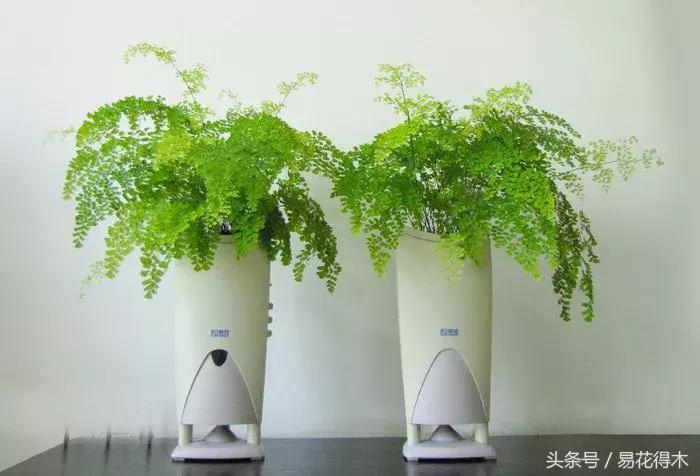 细叶铁线蕨介绍,少女发丝