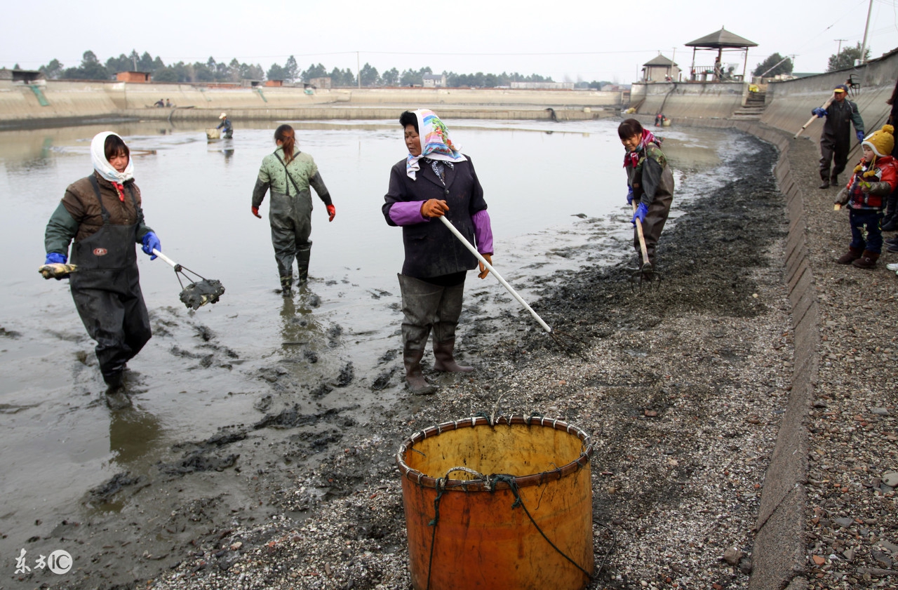 养殖池塘泥皮形成原因及处理方案,早春池塘泥皮如何处理