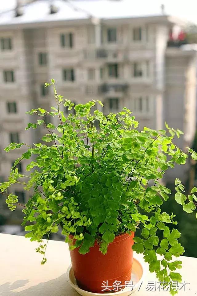 细叶铁线蕨介绍,少女发丝