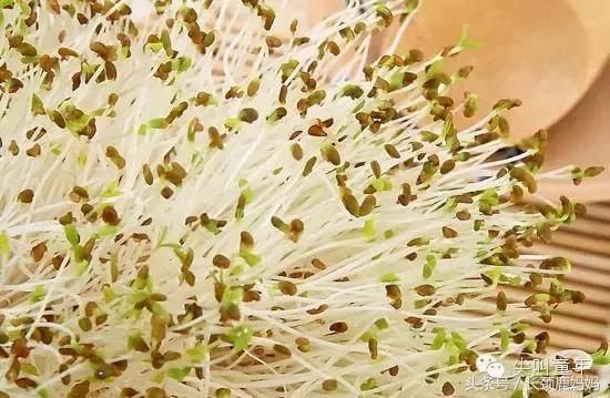 有机豆苗和西兰花营养,各种春季种的蔬菜苗