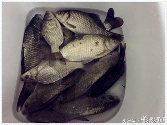 元旦出钓获大鲫，新年来个开门红