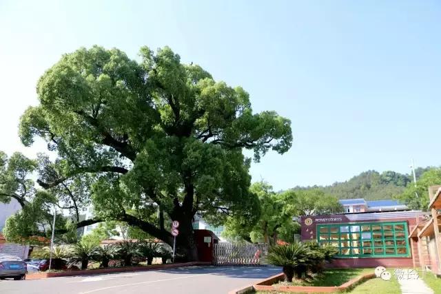 福建数学奥赛2020获奖名单,2018年福建省信息学奥赛成绩