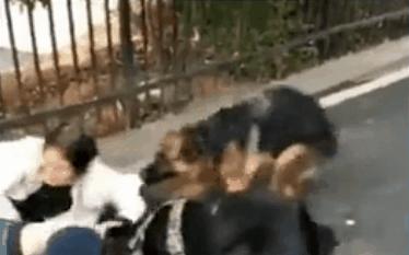 男童遭7只恶犬撕咬,小男孩被三条恶犬咬目前情况