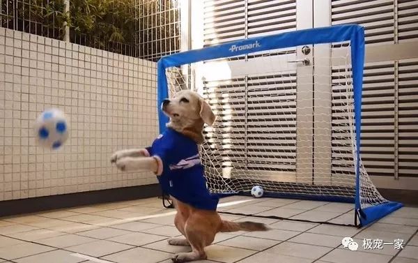 史上第一个用脸挡球的足球守门员,足球守门员不可思议的挡球