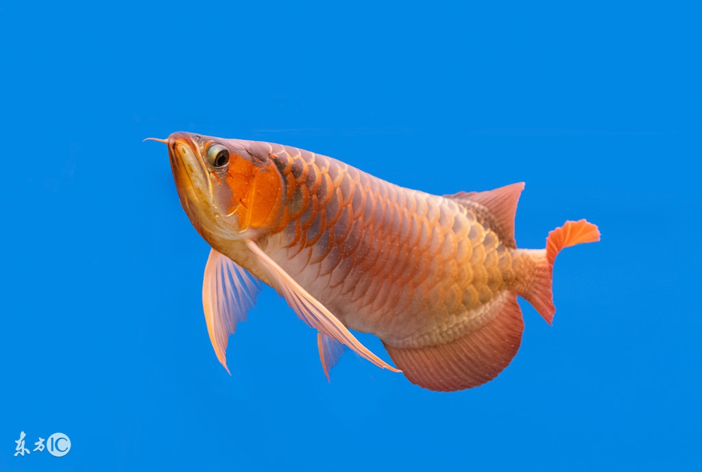 龙鱼的说说,龙鱼新手入坑