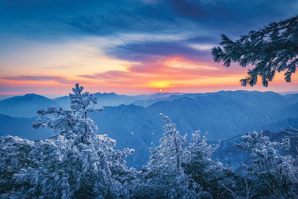 寒气席卷、叶汽成霜……陕西6处大美雾凇奇景上线！